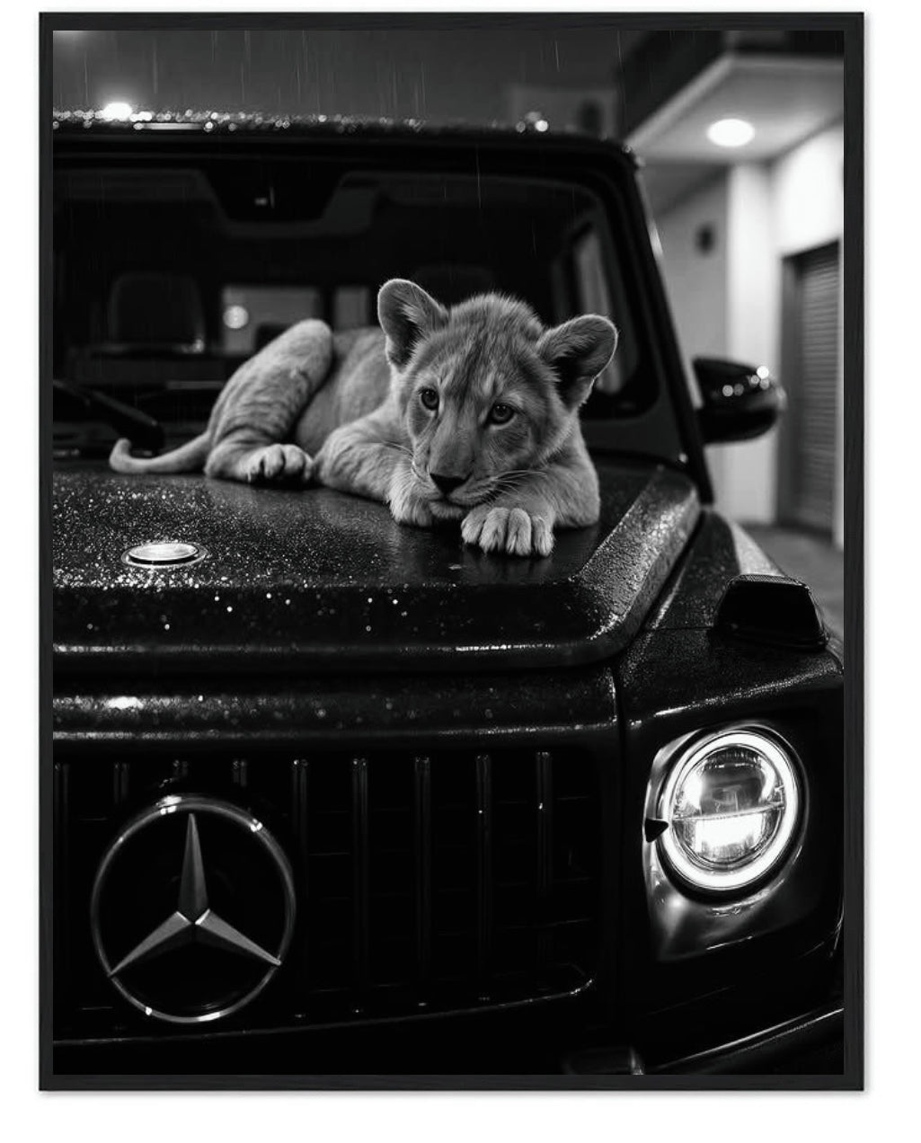 LION ON MERCEDEZ