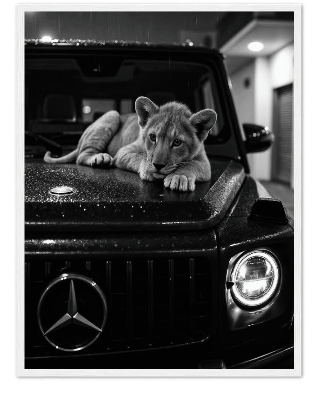 LION ON MERCEDEZ