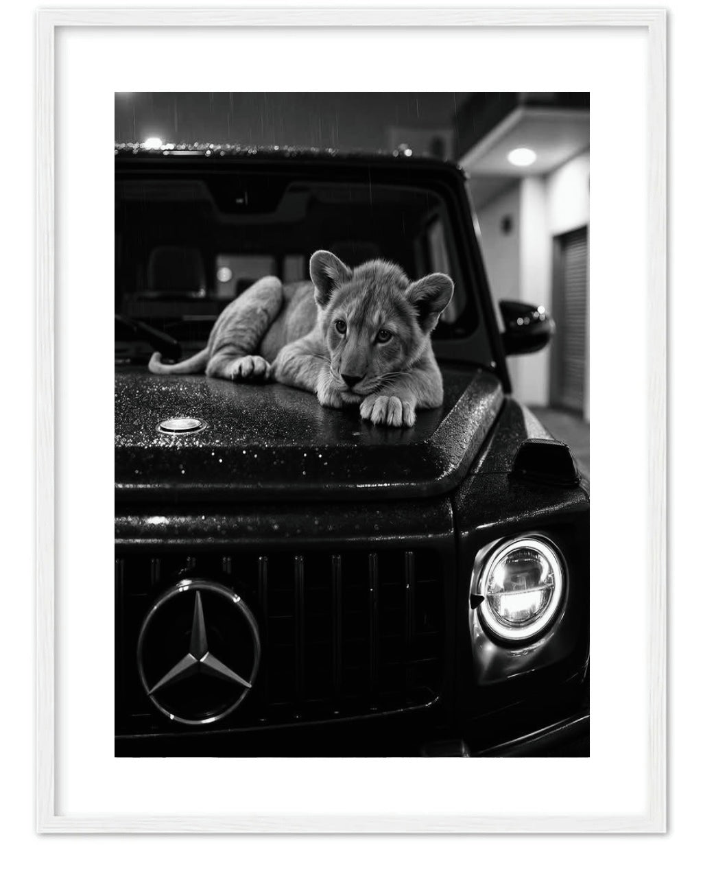 LION ON MERCEDEZ